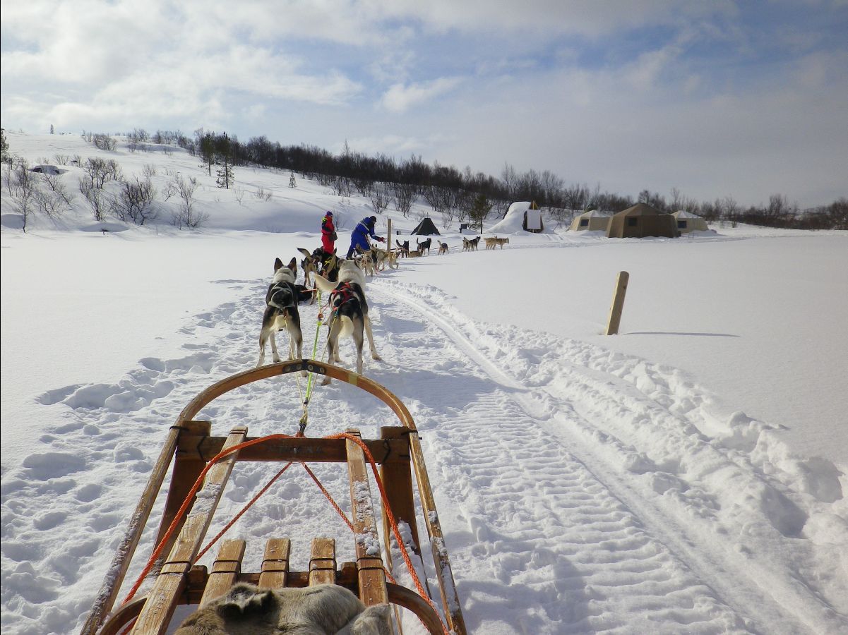 Dogs sledge31
